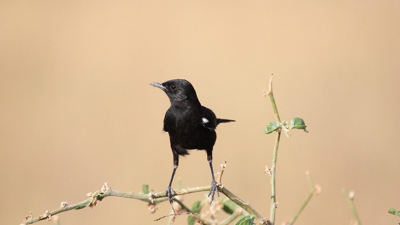 Nou focar de pestă porcină africană identificat la o fermă din Buzău