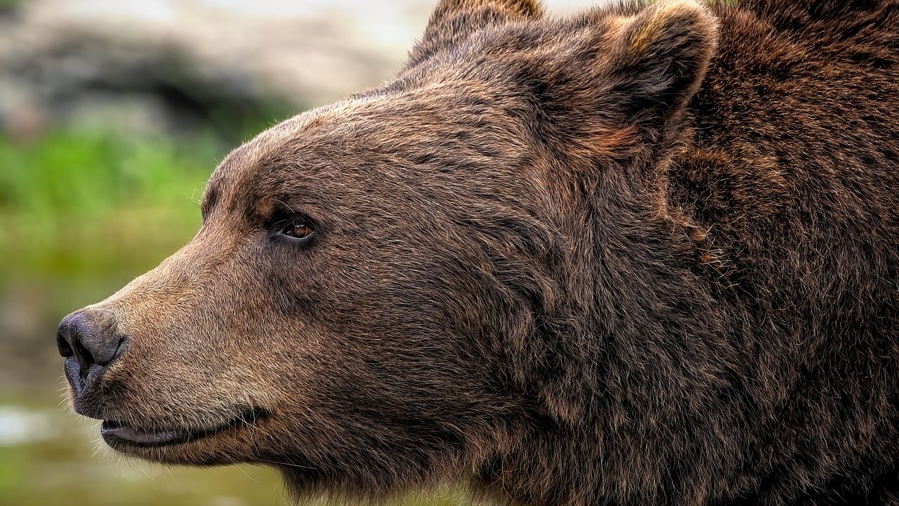 Alaska are din nou un concurs neobișnuit: internauții aleg cel mai grăsuț urs brun